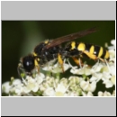 Crabro cribrarius - Grabwespe w08 14mm OS-Hasbergen Lehmwiese.jpg